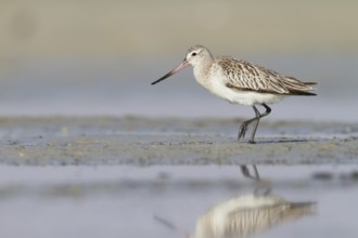 Bar-tailed Godwit (Limosa lapponica) foraging, Oman