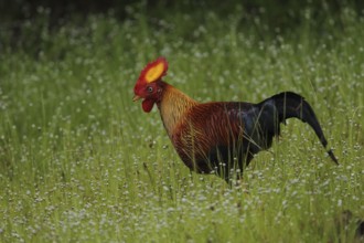 Sri Lanka Junglefowl (Gallus lafayettii) male, Sri Lanka