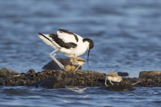 Pied Avocet (Recurvirostra avosetta) with chicks at nest, Lesvos, Greece