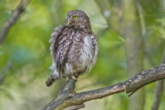 Eurasian Pygmy Owl (Glaucidium passerinum) female perched on a branch, Bavaria, Germany