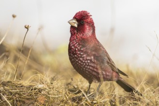 Great Rosefinch (Carpodacus rubicilla) male on ground, Georgia