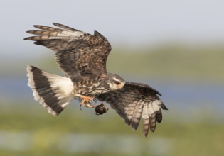 Snail Kite (Rostrhamus sociabilis) female flying with snail in its claws, Florida, USA