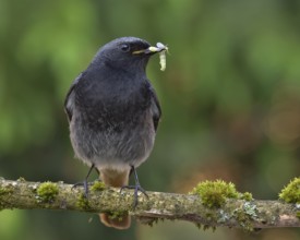 Black Redstart (Phoenicurus ochruros) male with insect prey in beak to feed chicks, Bavaria,