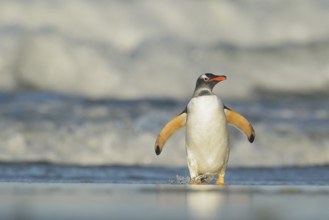 Gentoo Penguin (Pygoscelis papua) emerging from the ocean in the Falkland Islands