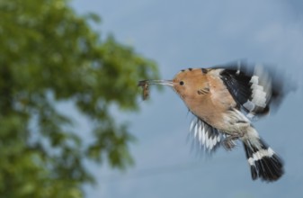 Eurasian Hoopoe (Upupa epops) at nest hole, Aosta Valley, Italy