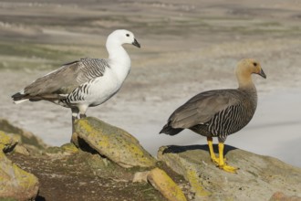 Upland Goose (Chloephaga picta) perched on a rock in the Falkland Islands