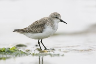 Red-necked Stint (Calidris ruficollis) foraging, Victoria, Australia
