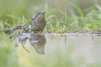 Eurasian Wryneck (Jynx torquilla) at water hole, Aosta Valley, Italy