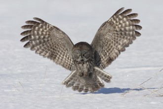 Great Grey Owl (Strix nebulosa), Ontario, Canada