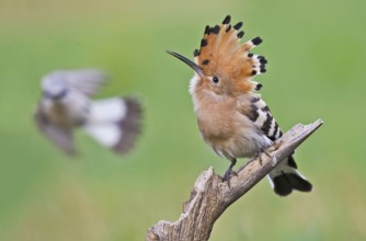 Eurasian Hoopoe & Red-backed Shrike (Upupa epops & Lanius collurio), Aosta Valley, Italy