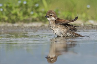 Red-backed Shrike (Lanius collurio) female bathing, Aosta Valley, Italy