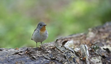 Red-breasted Flycatcher (Ficedula parva) perched on tree trunk, Brandenburg, Germany