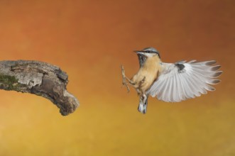 Eurasian Nuthatch (Sitta europaea) landing on a branch, Aosta Valley, Italy
