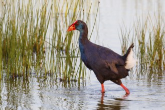 Western Swamphen (Porphyrio porphyrio) foraging, Mallorca, Spain