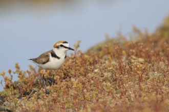 Kentish Plover (Charadrius alexandrinus) male, Greece