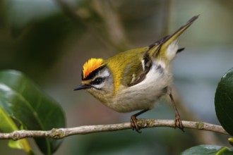 Common Firecrest (Regulus ignicapilla), Asturias, Spain