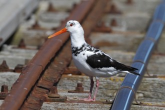 Eurasian Oystercatcher (Haematopus ostralegus), Lower Saxony, Germany