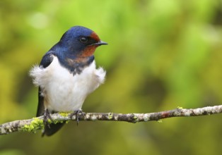 Barn Swallow (Hirundo rustica), Vila Franca de Xira, Portugal