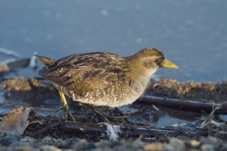 Sora (Porzana carolina) at edge of pond