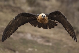 Bearded Vulture (Gypaetus barbatus) flying, Pyrenees, Spain