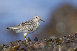 Purple Sandpiper (Calidris maritima), Myvatn, Iceland