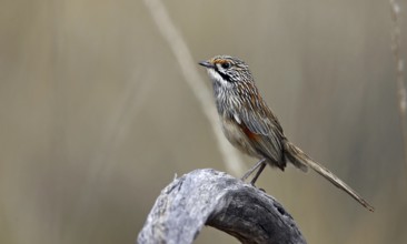 Striated Grasswren (Amytornis striatus), Victoria, Australia