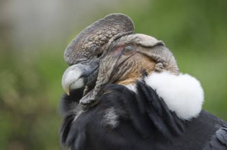 An Andean Condor at Parque Condor (Condor Park) in Otavalo, Ecuador. The Condor Park is a place
