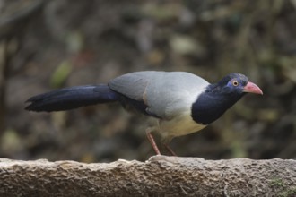 Coral-billed Ground Cuckoo (Carpococcyx renauldi), Khao Yai, Thailand