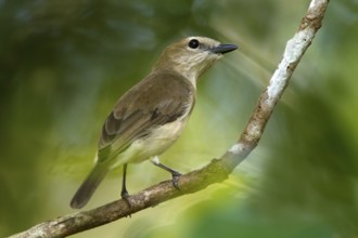 Grey Whistler (Pachycephala simplex), Northern Territory, Australia