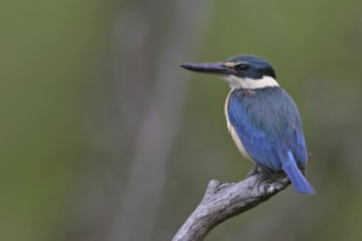 Sacred Kingfisher (Todiramphus sanctus), Victoria, Australia