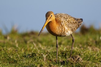 Black-tailed Godwit (Limosa limosa) male, Netherlands