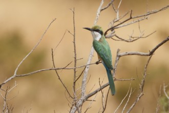 Somali Bee-eater (Merops revoilii), Samburu, Kenya