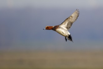Eurasian Wigeon (Mareca penelope) male flying, Netherlands