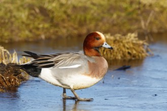 Eurasian Wigeon (Mareca penelope) male on ice, Netherlands