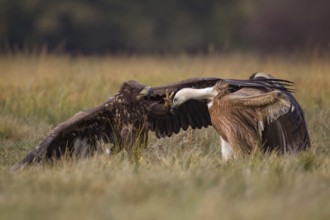 White-tailed Eagle & Griffon Vulture (Haliaeetus albicilla & Gyps fulvus) wrangling, Poland