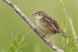 Zitting Cisticola (Cisticola juncidis), Mallorca, Spain