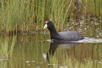 Andean Coot (Fulica ardesiaca), Ecuador
