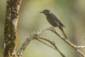 Chestnut-bellied Rock Thrush (Monticola rufiventris) female, Doi Lang, Thailand
