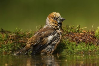 Hawfinch (Coccothraustes coccothraustes) male bathing, Utrecht, Netherlands