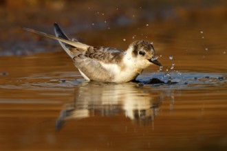 Whiskered Tern (Chlidonias hybrida) juvenile bathing, Castile-La Mancha, Spain