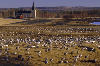 Common Crane (Grus grus), Vaestergoetland, Sweden