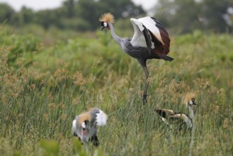 Grey Crowned Crane (Balearica regulorum), Uganda