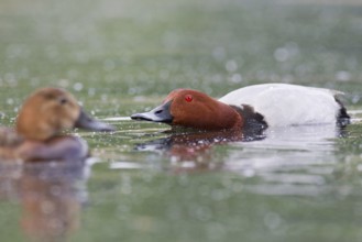 Common Pochard (Aythya ferina) male, Brandenburg, Germany
