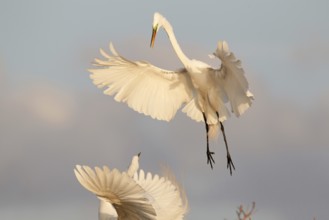 Great Egret (Ardea alba) flying, Florida, USA
