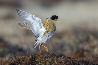 Ruff (Calidris pugnax) territorial male in breeding plumage displaying by flapping wings during
