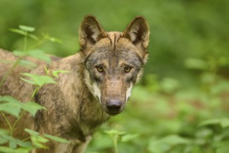 Close-up of an attentive wolf with an intense gaze, Wolf (Canis Lupus), Germany