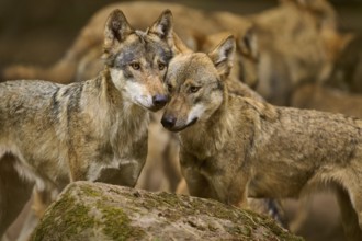 Wolf (Canis lupus), two wolves standing close together, showing closeness and solidarity, Germany