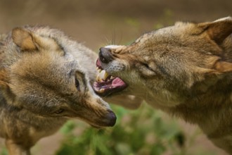 Wolf (Canis lupus), close-up of two fighting wolves baring their teeth, Germany