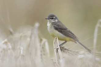In (almost) ripe grain... Yellow wagtail (Motacilla flava), meadow wagtail, female, particularly