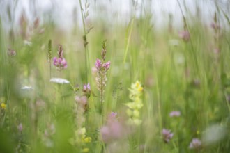 Futterwiese, Fettwiese mit verschiedenen Gräsern und Blüten, Esparsette (Onobrychis viciifolia) und